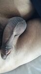 Grandpa dick : 8 Nude Pics