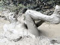 SHOT : MUD BONDAGE: 28 Nude Pics