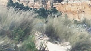 Beach Cruisers Spy Cam